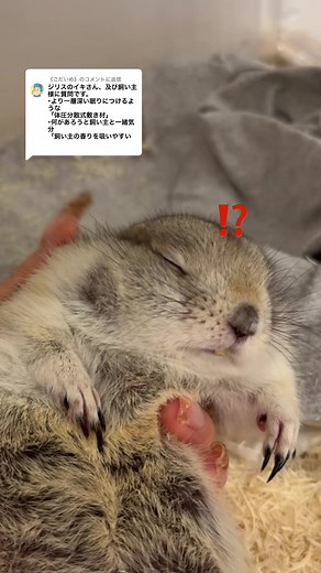 リチャードソンジリスの魅力と飼い方