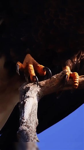 holyar (@holyar)’s videos with Eagles Screaming And Wind Howling - Nature Sounds TV