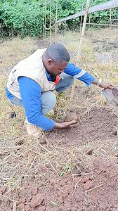 8.6K views · 122 reactions | Planting fruit de la passion #planting #fruit #passion | Tami Jardin | Facebook