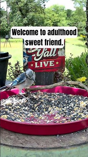 Mom Said It's Time to Feed Yourself 😂 #bluejay #babybird #cutebirds