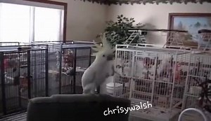 17K views · 486 reactions | One Dance got me like | Pristine Chrisy | Facebook