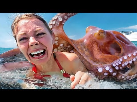 30 Minutes Of Funniest Animals | Funny Animals Fails Compilation