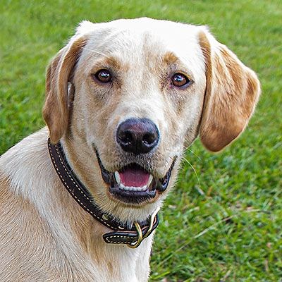 Dog Collars   Nameplates