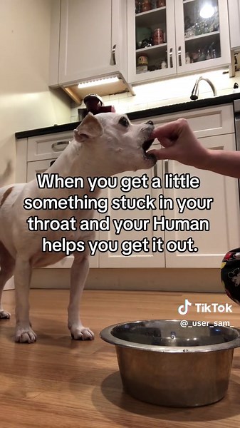 #CooperativeCare #ForceFree #PositiveReinforcement #InstantReplay #Lol #DogMomThings #DogDadThings #DogLife #LifeWithLilly #YouCantMakeItUp #🐶