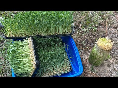 How I Start Chicken Fodder | Day 1 Soaking Method