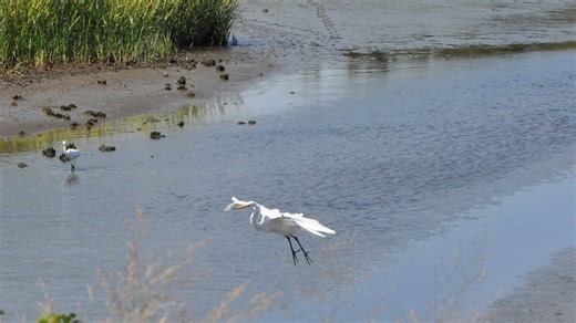 Delaware has a ready-made route for bird-watching, and fall may be the best time to start