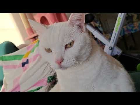 Mrrping and purrsonal hygiene