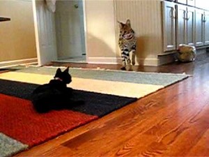 Serval Cat vs. Domestic Cat