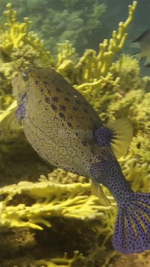 Blue Box Filefish Red Sea 🐟💙 #calmrelaxwithnature