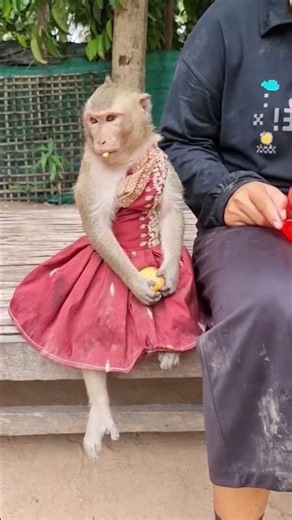 Shally Catches the Apple Like a Pro #monkey #cute #babymonkey #funny #animals #yaya #shally