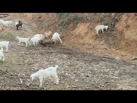 They Tried Climbing for the First Time… 31 Baby Goats Went CRAZY 🐐😂