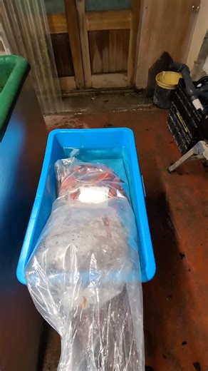 New koi direct from Japan #koi #koifish #pond #koipond #watergarden #japanesekoi #goldfish #koishow #koifarm #koipondbuilder #nishikigoi | The Koi Place