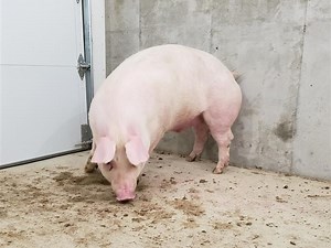 Market Hog | Livestock