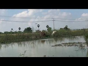 🐄 Beautiful Natural Feeding Time | Real Farm Experience - Hoof doctor tv