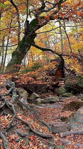 🍂 Autumn Tree Aesthetic with Falling Leaves & Relaxing Wind | Calm Nature Shorts