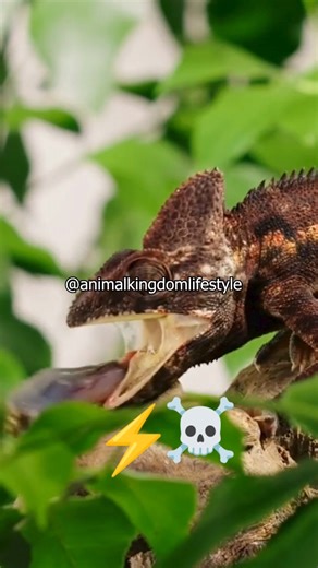 Finger-Sized But Fierce! 🦎🔥 #wildlife