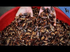 Are Cockroaches Good for Your Health?