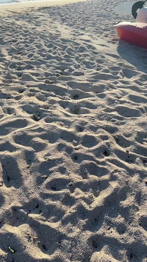 Experience Ultimate Luxury at Hedonism II in Negril, Jamaica