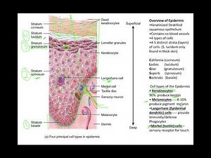 Integumentary System part 1