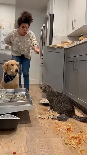 Funny Moments Between Cats and Dogs cats dogs pets funny fyp tinystoriez0 | Lovely Pets02
