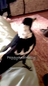 Hey Molly what have you got there ? It’s my catch . Can I have some ? No Ruby this is mine I’m just showing it off to you , Look but don’t touch . 🕊️🐾🐶💜 | Peggy and Molly