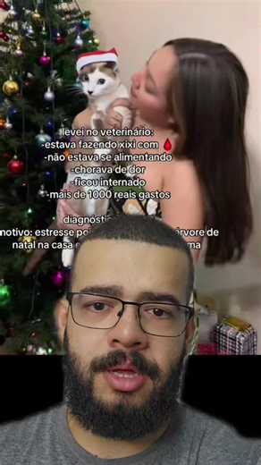 Cistite em Gatos: O Impacto da Árvore de Natal