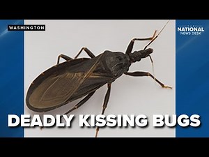 Parasitic 'kissing bugs' found in 32 states, here's what to know