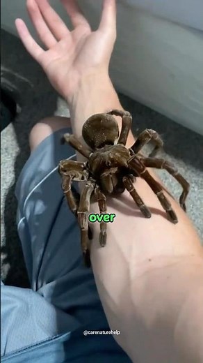 This Spider Is Bigger Than Your Face — Goliath Birdeater 🕷️🕸️