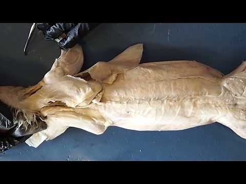 Arm Video - Rabbit Muscle Dissection Biology 1107