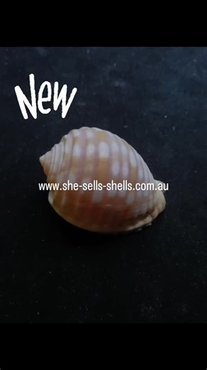 She Sells Shells on Reels