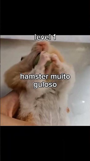 animais bem engraçados 😆🐾