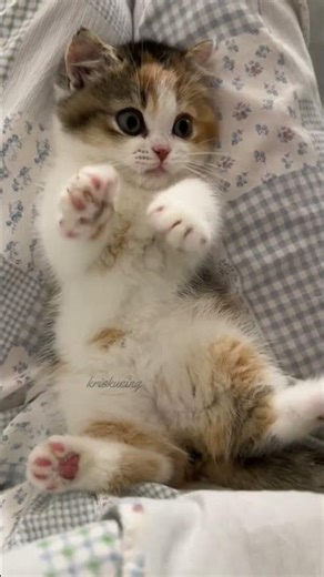 Dear Kitten