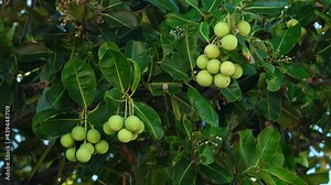 Calophyllum inophyllum is a large evergreen plant, commonly called tamanu, mastwood, beach calophyllum or beautyleaf. Kuilei Cliffs Beach Park, Honolulu, Oahu, Hawaii
