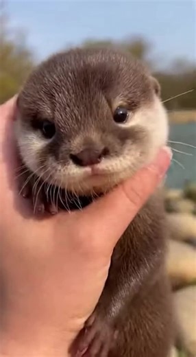 a little cuddle for this cutie😊😍 #cutie #otter #cuteotters #otterday #animal