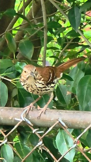 Brown Thrasher 101: Meet the Backyard Detective 🕵️