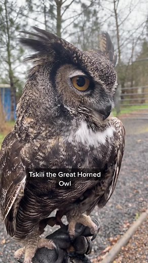 Tskili Hooting at Ruth: Female Great Horned Owl Out on a Walk