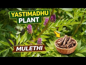 Yashtimadhu ( Glycyrrhiza glabra) medicinal plant