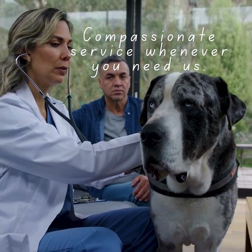 Pet Cremation Made Easy - Pet Cremation By Water