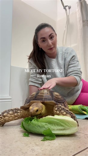 Meet Roman the Sulcata Tortoise: Care Tips & Facts