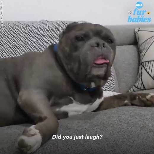 Sleepy dog wakes up from a nap and then goes right back to sleep | GMA