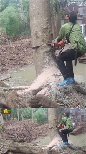 Woodworking skill large tree felling techniques #shortvideo #treecutting #chainsaw