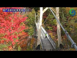 瀬戸合峡の紅葉見頃 日光
