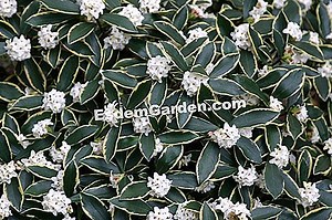 Daphne Odora, Floră Și Parfumată În Timpul Iernii 🌿 Totul Despre Grădinărit Și Design De Gradina - 2025