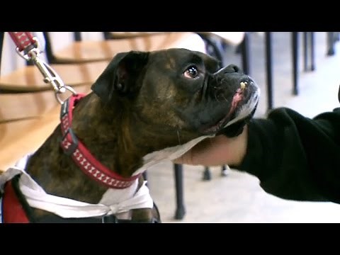 Therapy dogs: Researchers studying mental health benefits