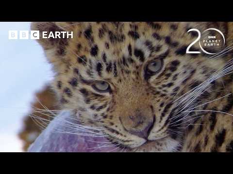 1 Hour of Iconic Planet Earth Moments | 20 Years of Planet Earth | BBC Earth