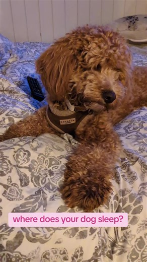 where does your dog sleep? #pups #dogfriends #DogDaily