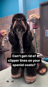 71K views · 2.5K reactions | Have you heard of the technique of carding? @groomingbymarci shows her quick technique to remove clipper lines in the coat. | Wahl Animal USA | Facebook