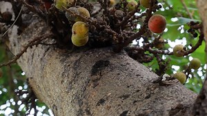 Tree, Ficus Racemosa