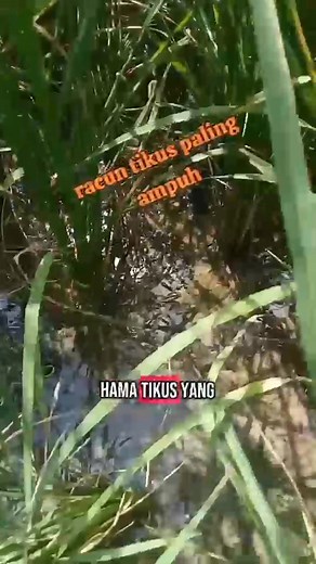 Plastik fiber mahal? Ini solusinya NURRATONIX SIRKUS - Obat Semprot Untuk Hama Tikus https://vt.tokopedia.com/t/ZSH3mnGxWkgaD-wFomy/ | Percil Bwi