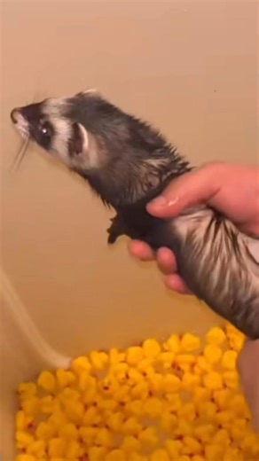 The Adorable Snow Marten😱#SnowMarten#CuteAnimals#PetLovers#AnimalBehavior